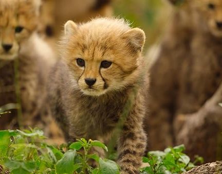 دانلود سریال  Born to be Wild