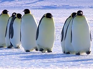Snow Chick: A Penguin’s Tale