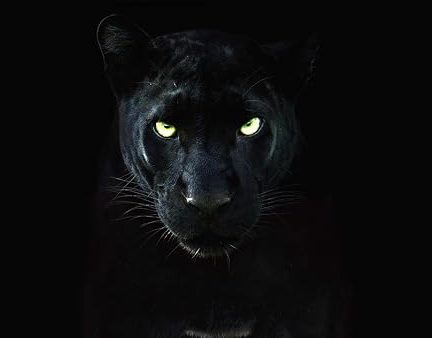 The Real Black Panther